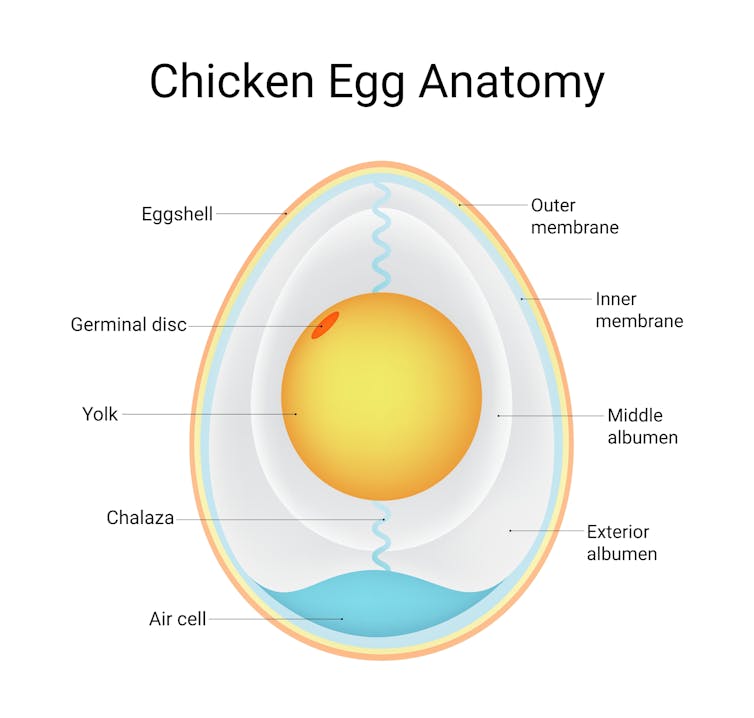 Ilustração da estrutura de um ovo em seção transversal.